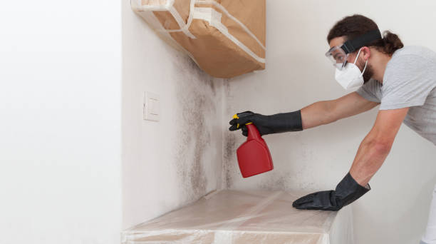 Basement Mold Remediation treatment on basement walls in Ingleside