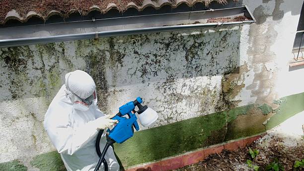 Mold Removal service in Ingleside